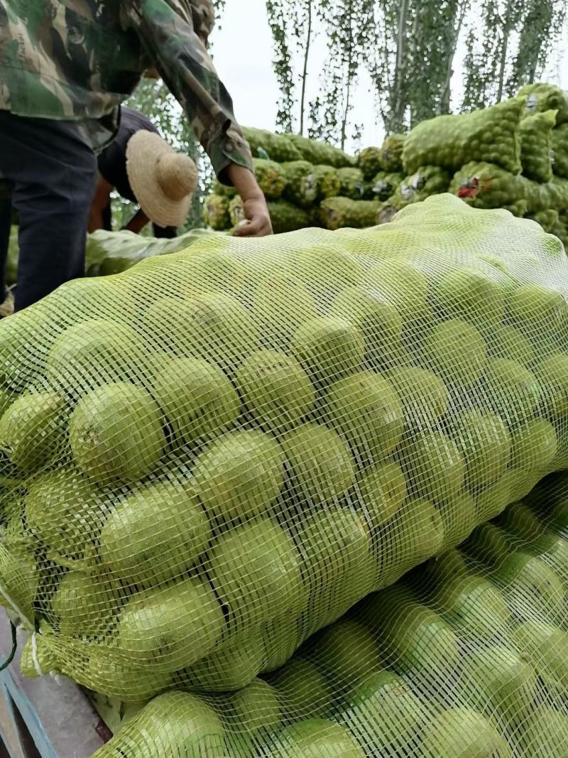 新疆阿克苏青皮核桃新鲜核桃上市壳薄仁大量大从优批发代办