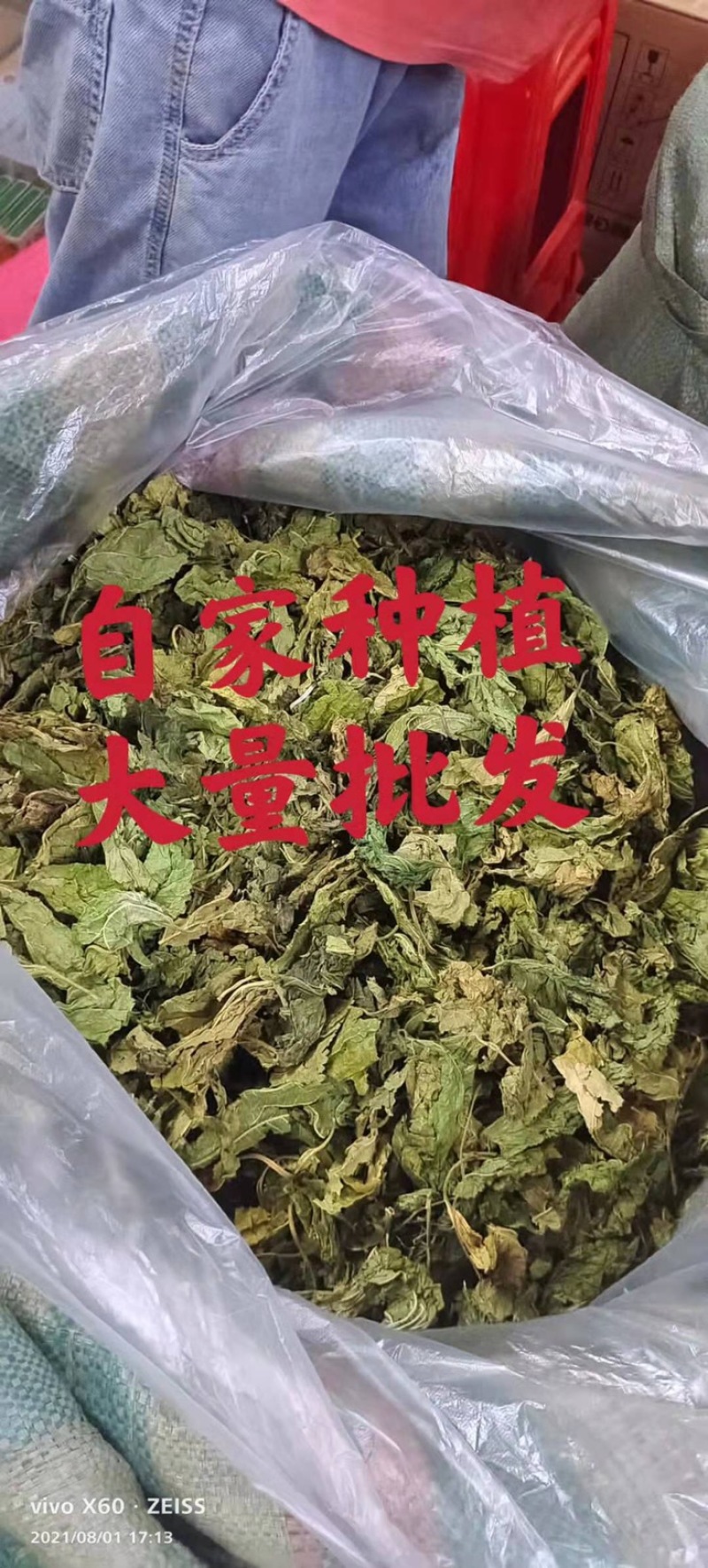 桑叶5月新货、特级青绿、足干无碎、自家种、大量批发包