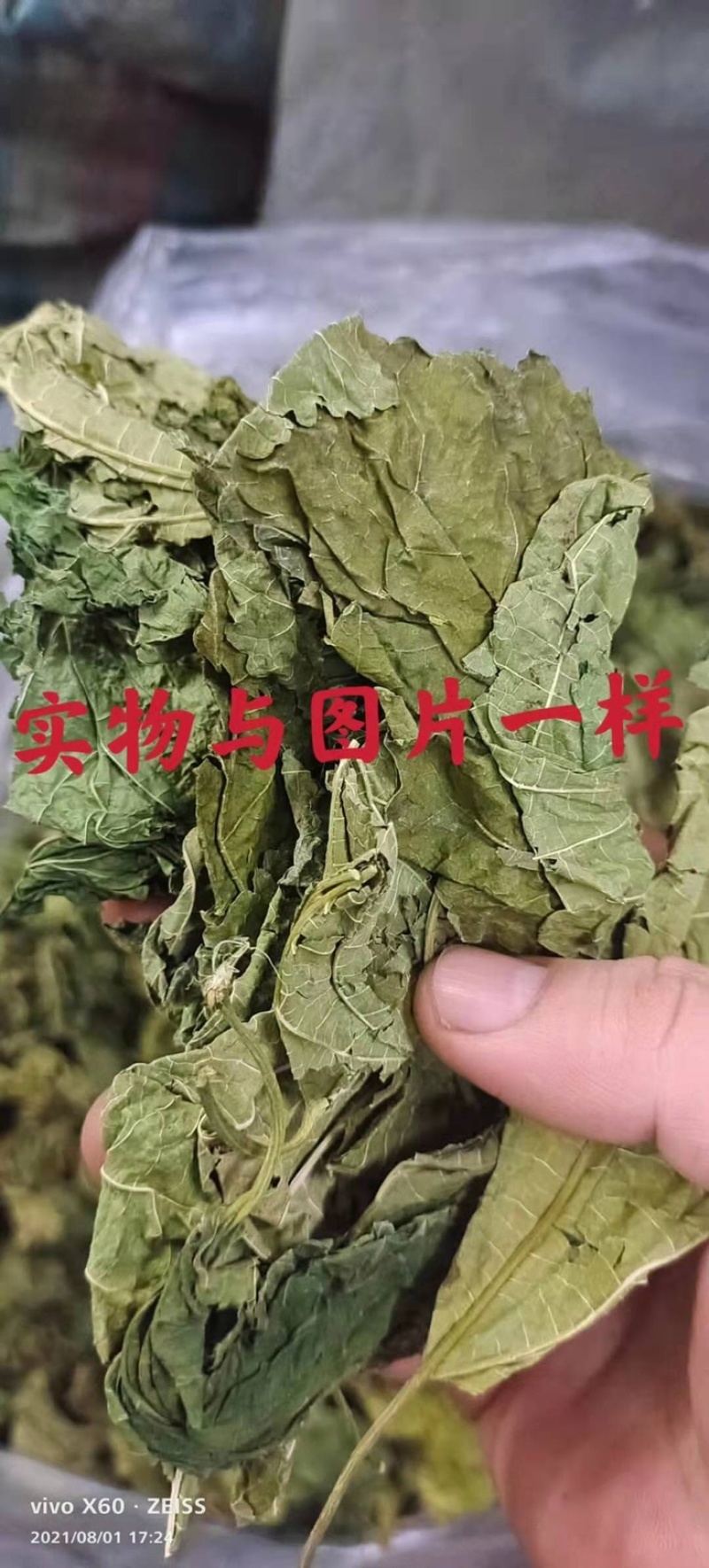 桑叶5月新货、特级青绿、足干无碎、自家种、大量批发包