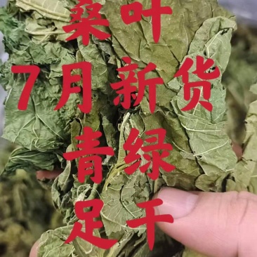 桑叶5月新货、特级青绿、足干无碎、自家种、大量批发包