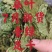桑叶5月新货、特级青绿、足干无碎、自家种、大量批发包