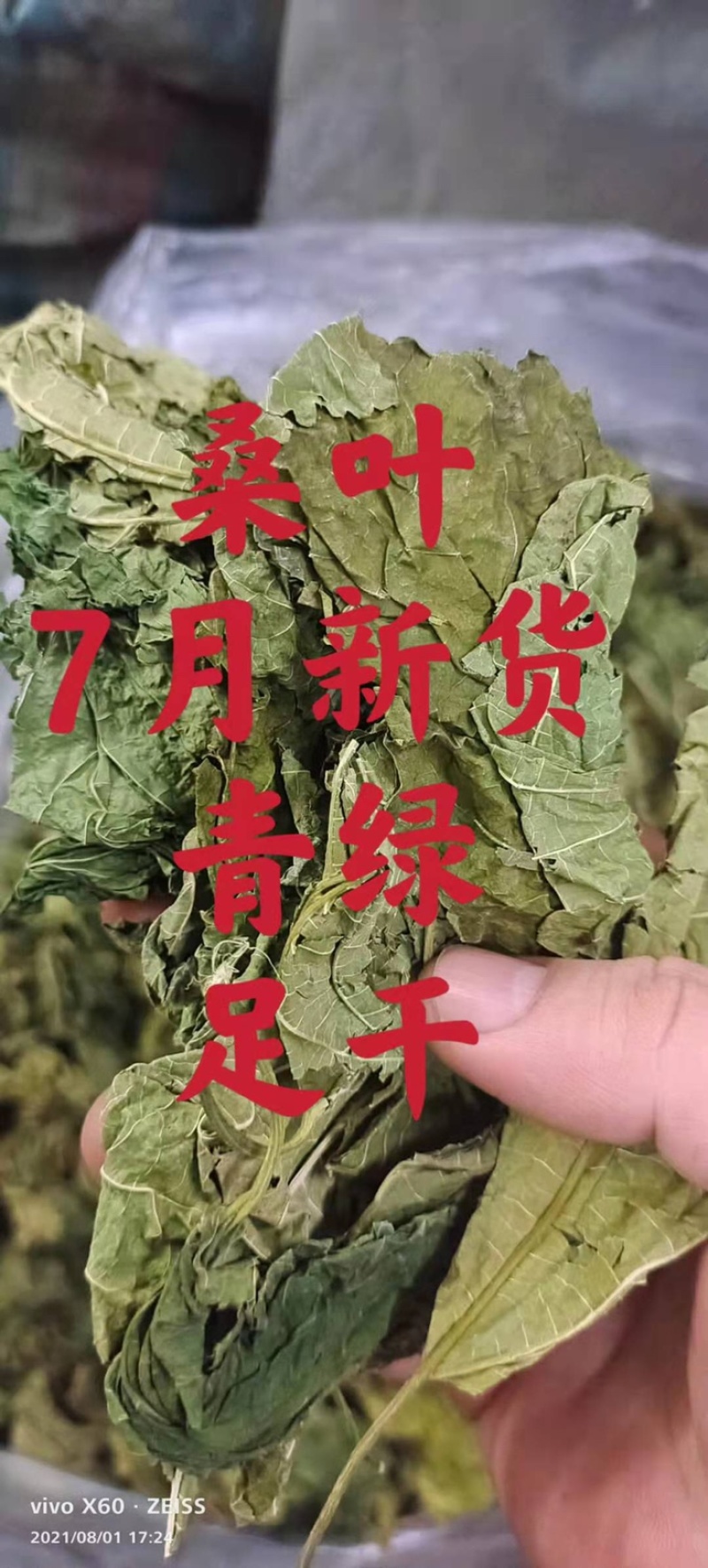 桑叶5月新货、特级青绿、足干无碎、自家种、大量批发包