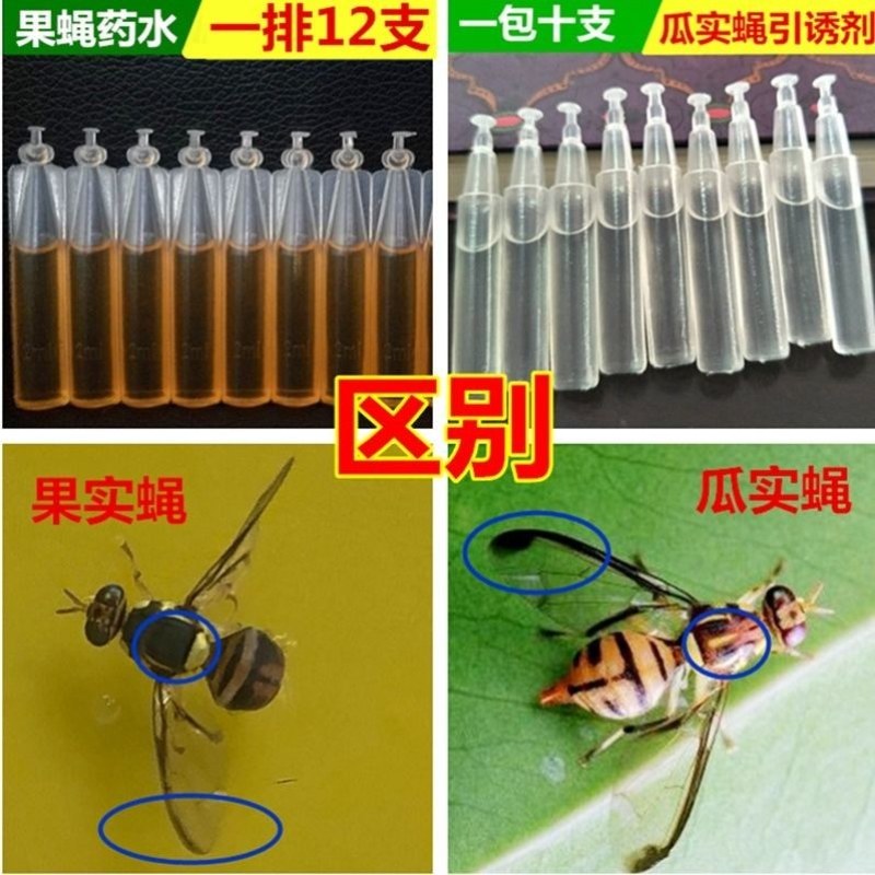 （包邮）果蝇诱捕器果实蝇针锋性诱剂果蝇引诱剂