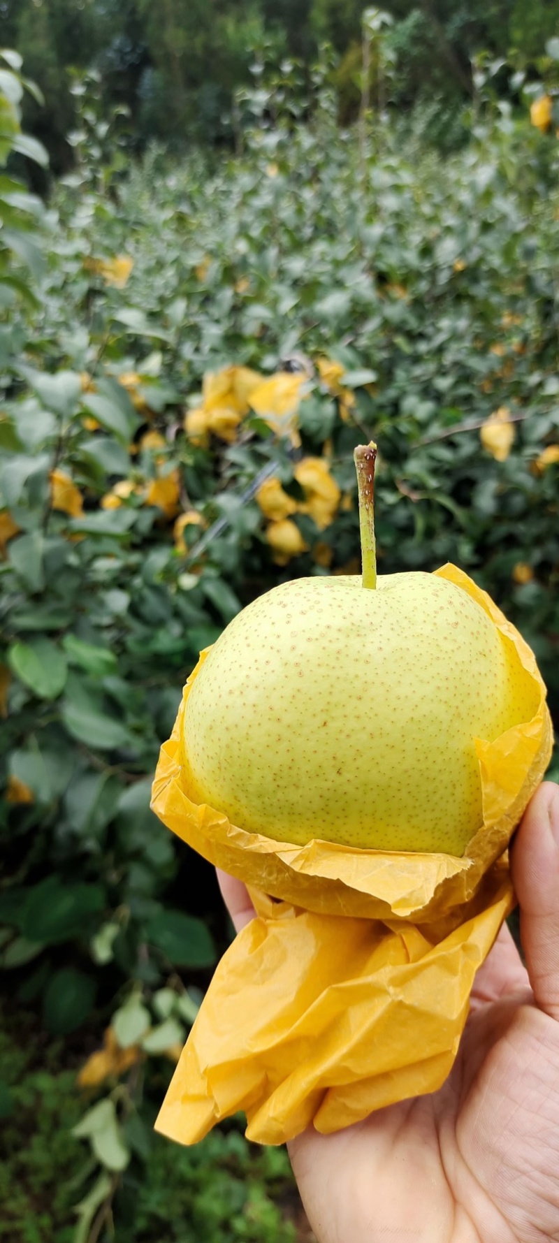 雪花梨