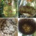 （包邮）果蝇诱捕器果实蝇针锋性诱剂果蝇引诱剂