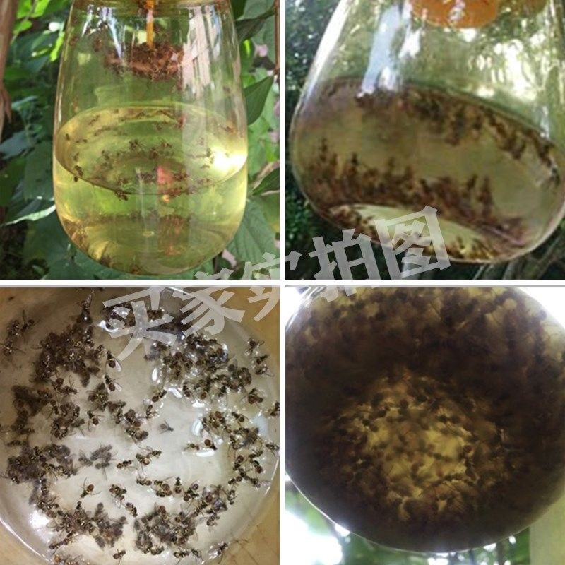 （包邮）果蝇诱捕器果实蝇针锋性诱剂果蝇引诱剂