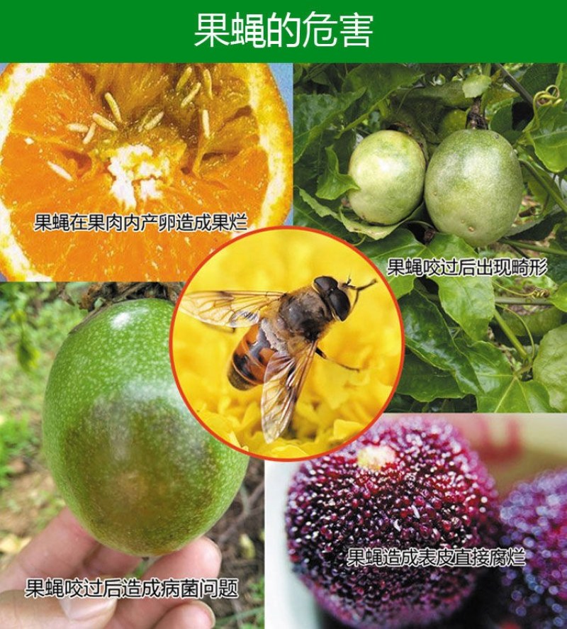 （包邮）果蝇诱捕器果实蝇针锋性诱剂果蝇引诱剂