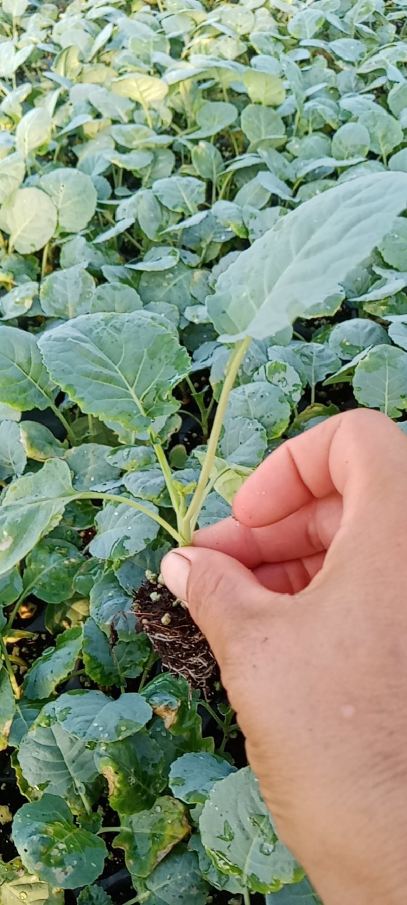 西兰花苗，现在有货，苗厂直销，价格便宜。