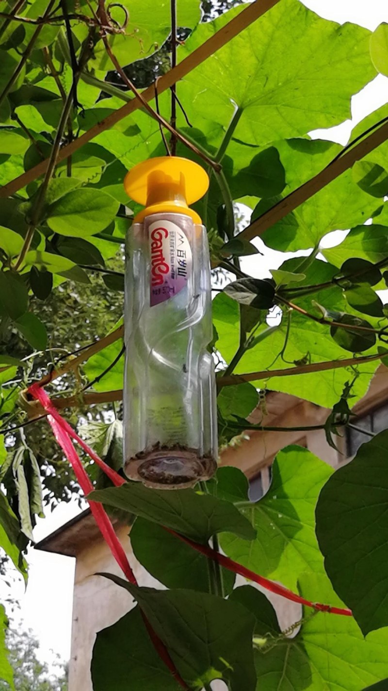 （包邮）果蝇诱捕器果实蝇针锋性诱剂果蝇引诱剂