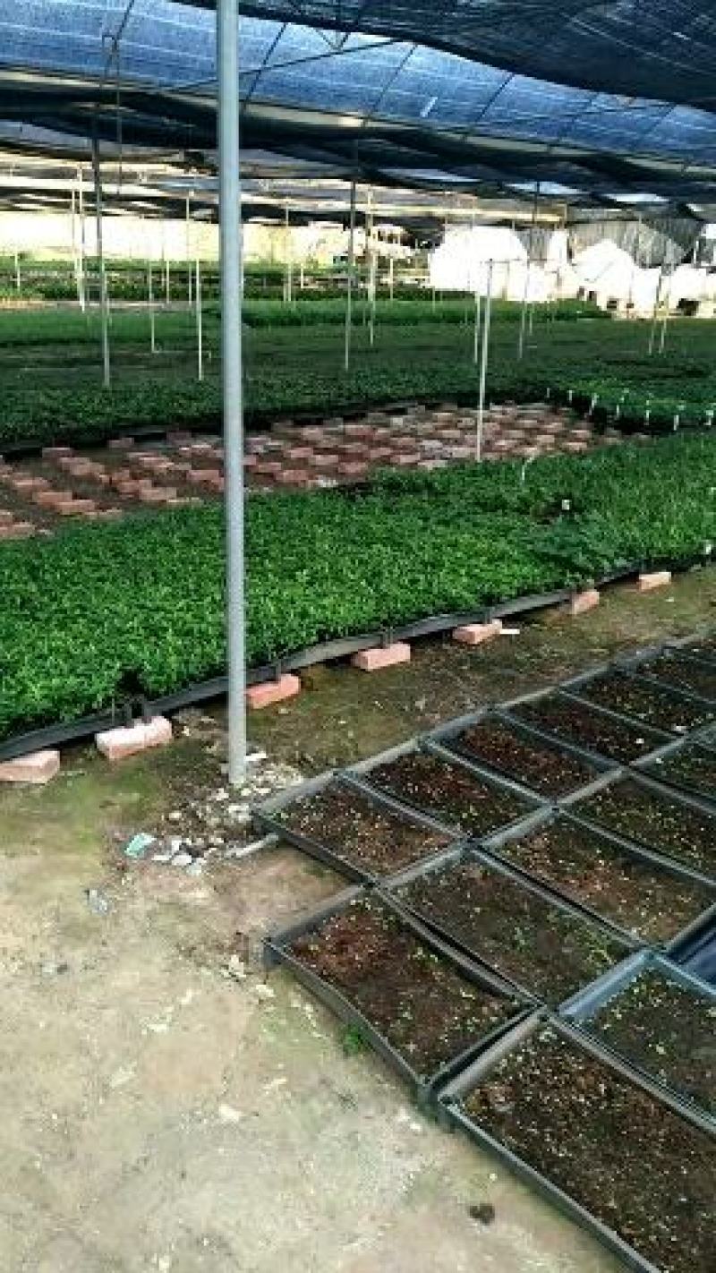 酒瓶兰苗室内观叶植物办公室桌面花卉绿植
