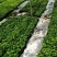 酒瓶兰苗室内观叶植物办公室桌面花卉绿植