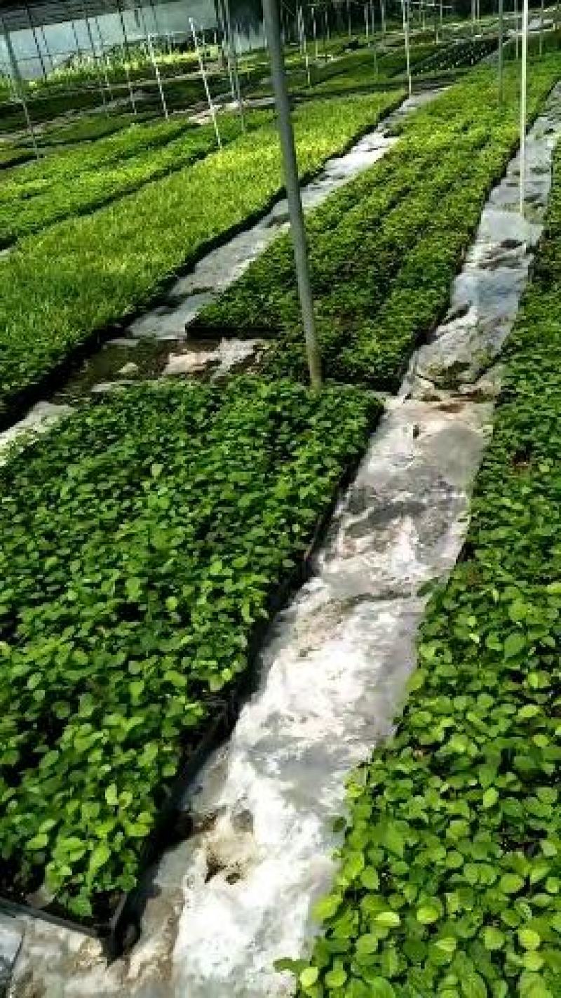 酒瓶兰苗室内观叶植物办公室桌面花卉绿植