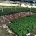 酒瓶兰苗室内观叶植物办公室桌面花卉绿植