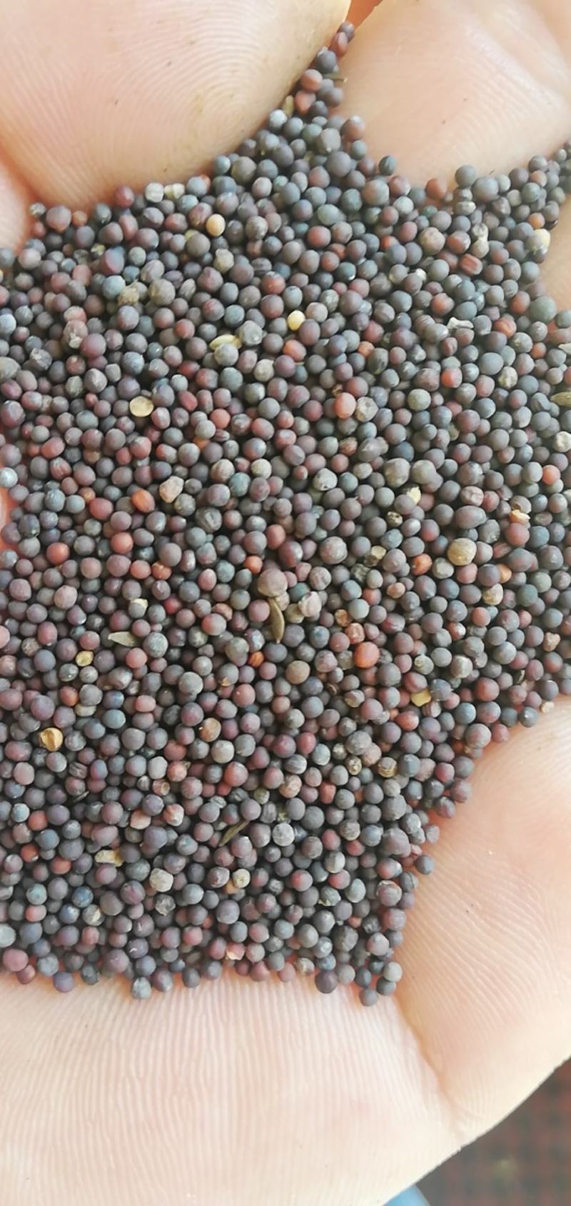 白菜籽饱满度好，净度好，长年有货，规模非常大