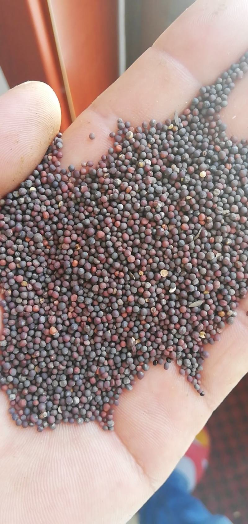 白菜籽饱满度好，净度好，长年有货，规模非常大