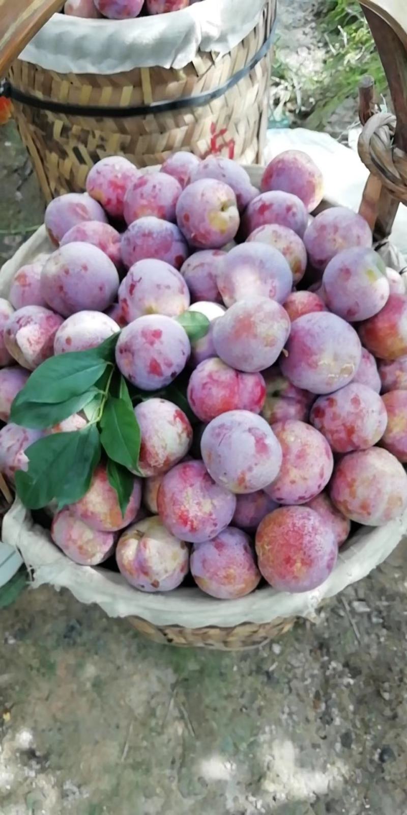 芙蓉李成熟啦