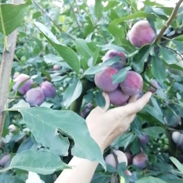 芙蓉李成熟啦