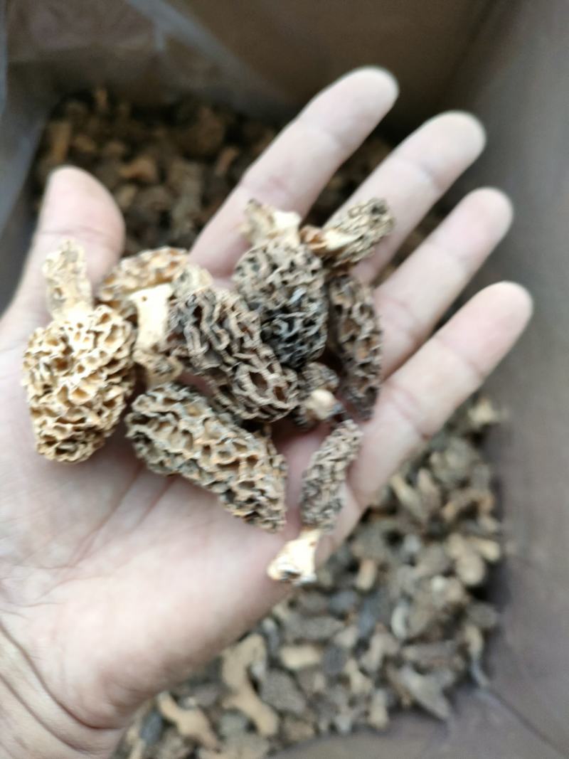 野生羊肚菌，秦岭野生羊肚菌