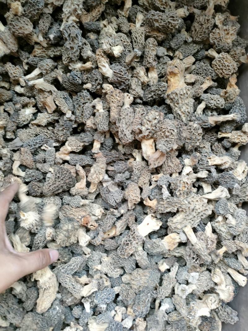 野生羊肚菌，秦岭野生羊肚菌
