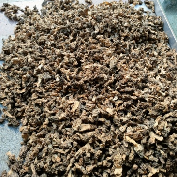野生羊肚菌，秦岭野生羊肚菌