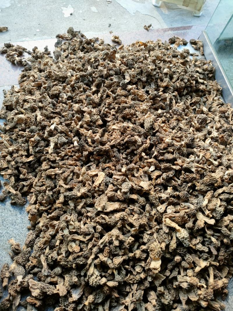 野生羊肚菌，秦岭野生羊肚菌