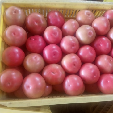 硬粉西红柿