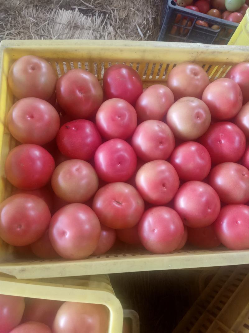 硬粉西红柿
