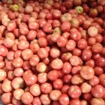 硬粉西红柿大量上市光泽度好质量好