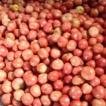 硬粉西红柿大量上市光泽度好质量好
