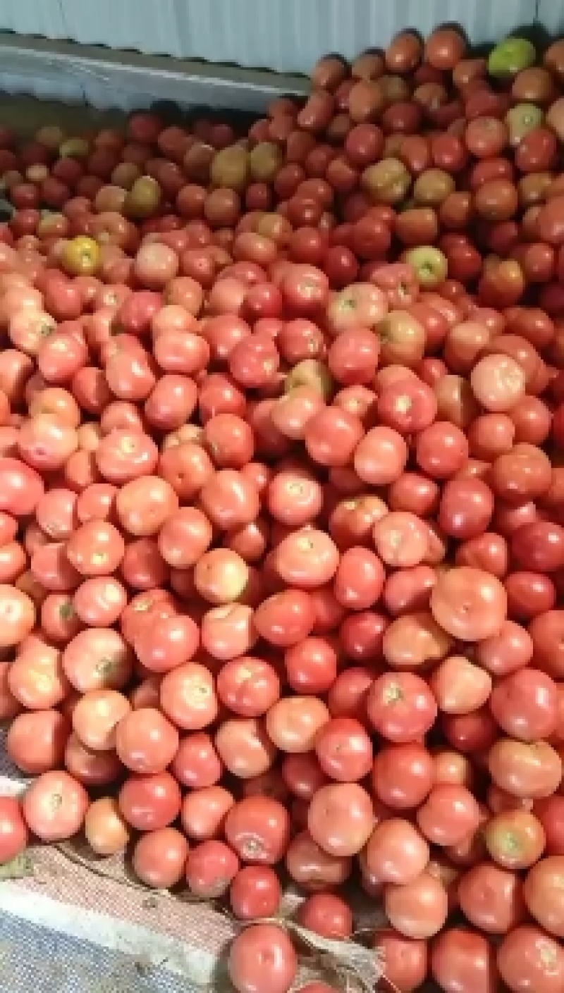 硬粉西红柿大量上市光泽度好质量好