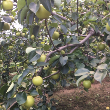 皇冠梨