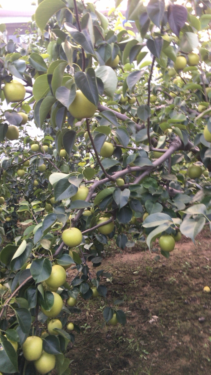 皇冠梨