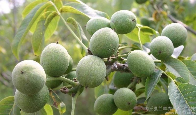 青皮核桃，褪皮鲜核桃量大从优