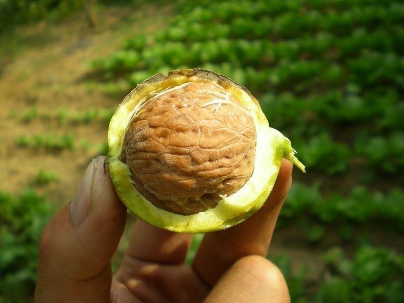 青皮核桃，褪皮鲜核桃量大从优