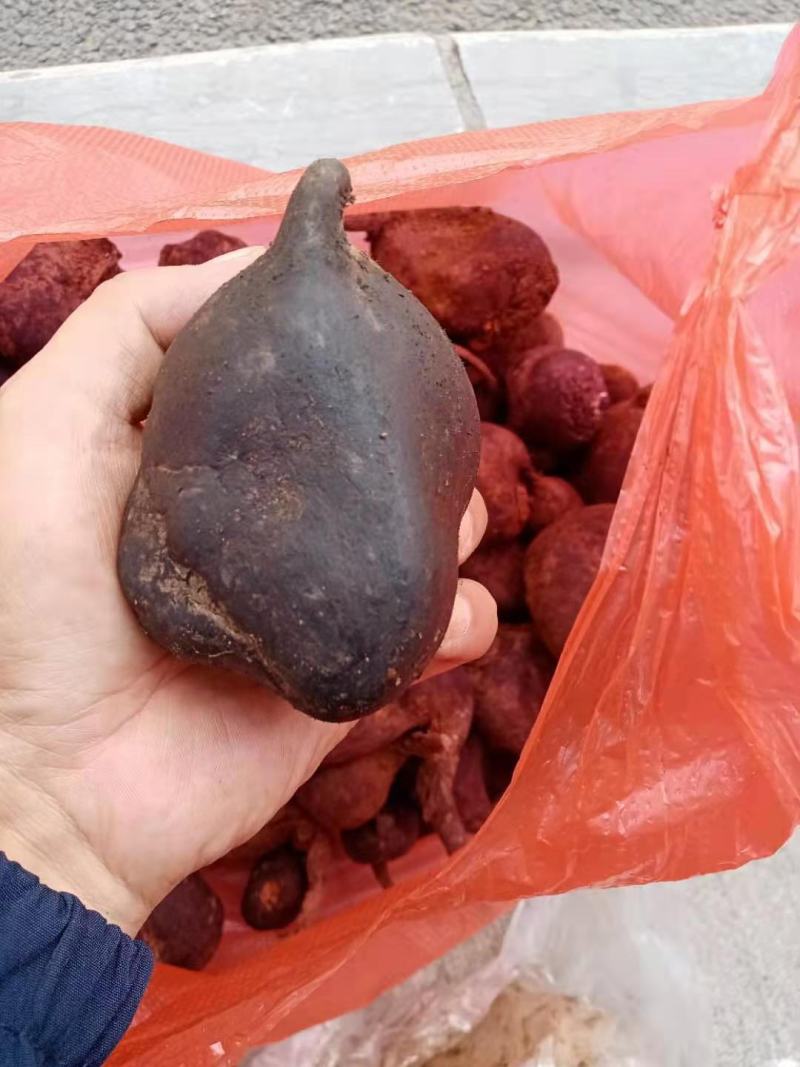 乌灵参