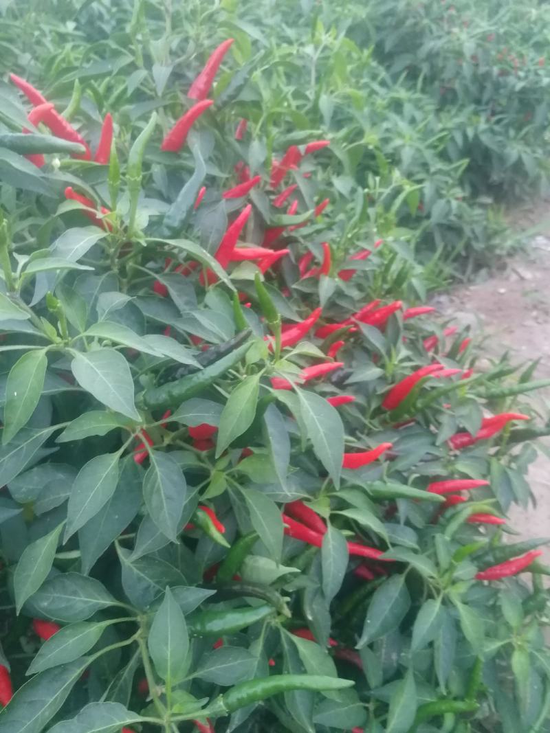 鲜辣椒816，三樱大量上市