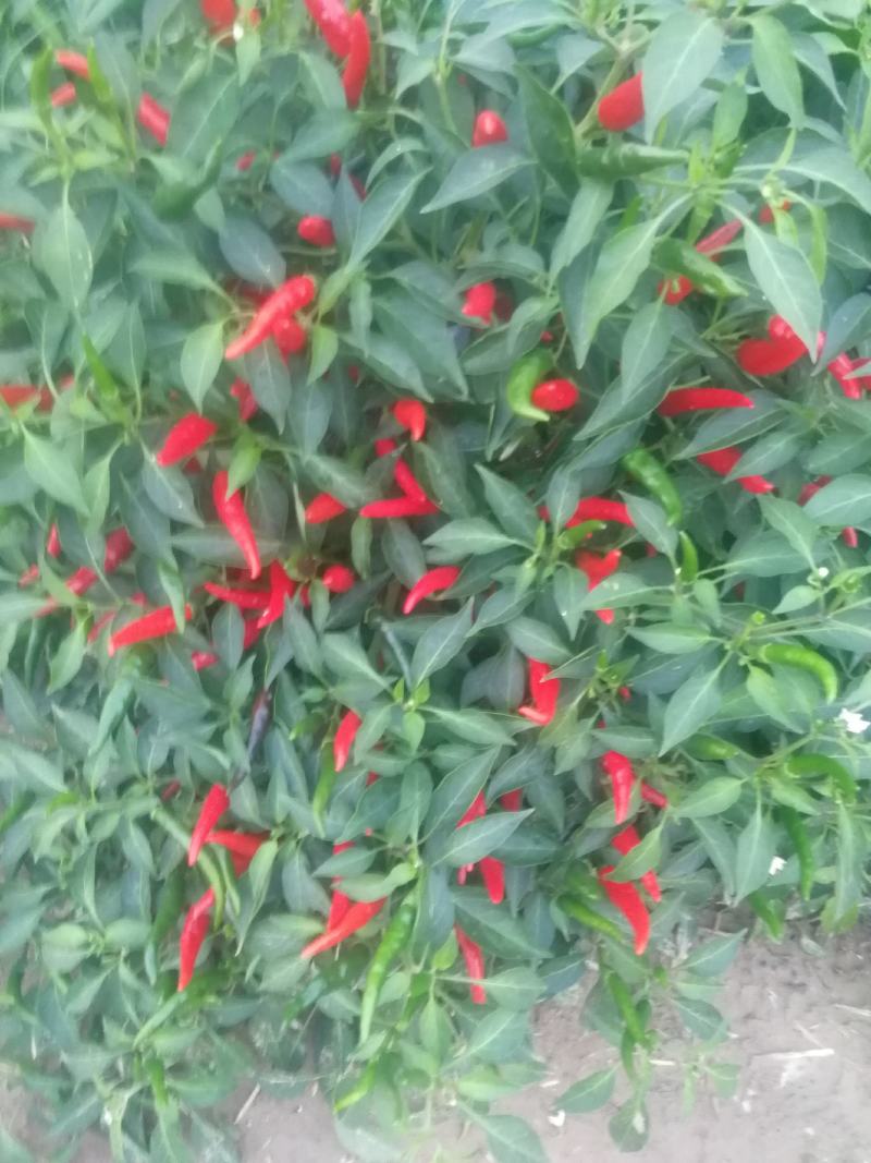 鲜辣椒816，三樱大量上市