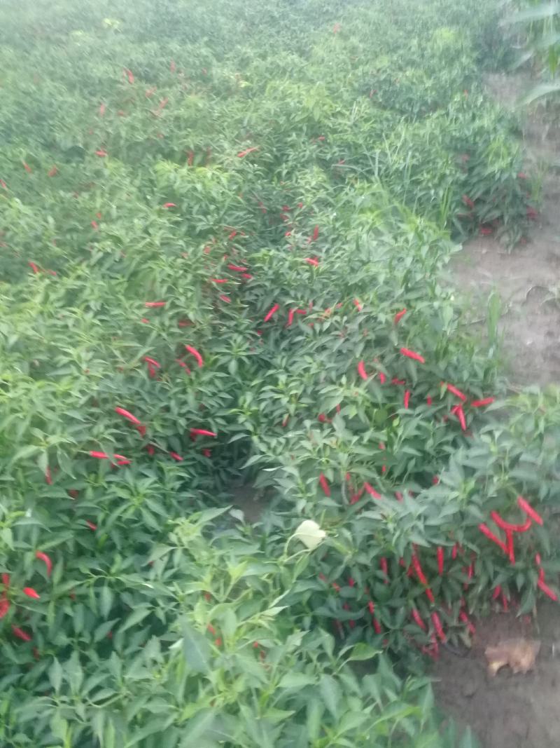 鲜辣椒816，三樱大量上市