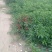鲜辣椒816，三樱大量上市