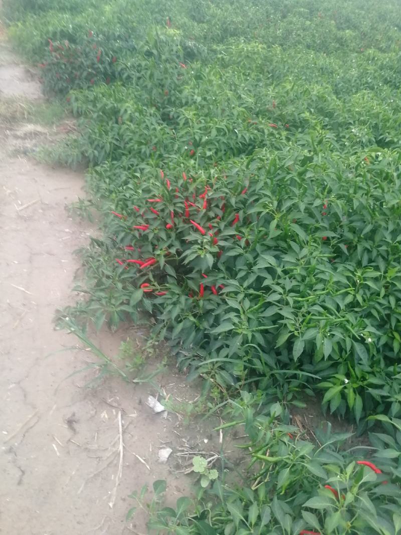 鲜辣椒816，三樱大量上市