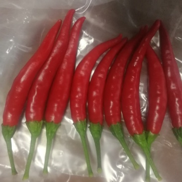 鲜辣椒816，三樱大量上市