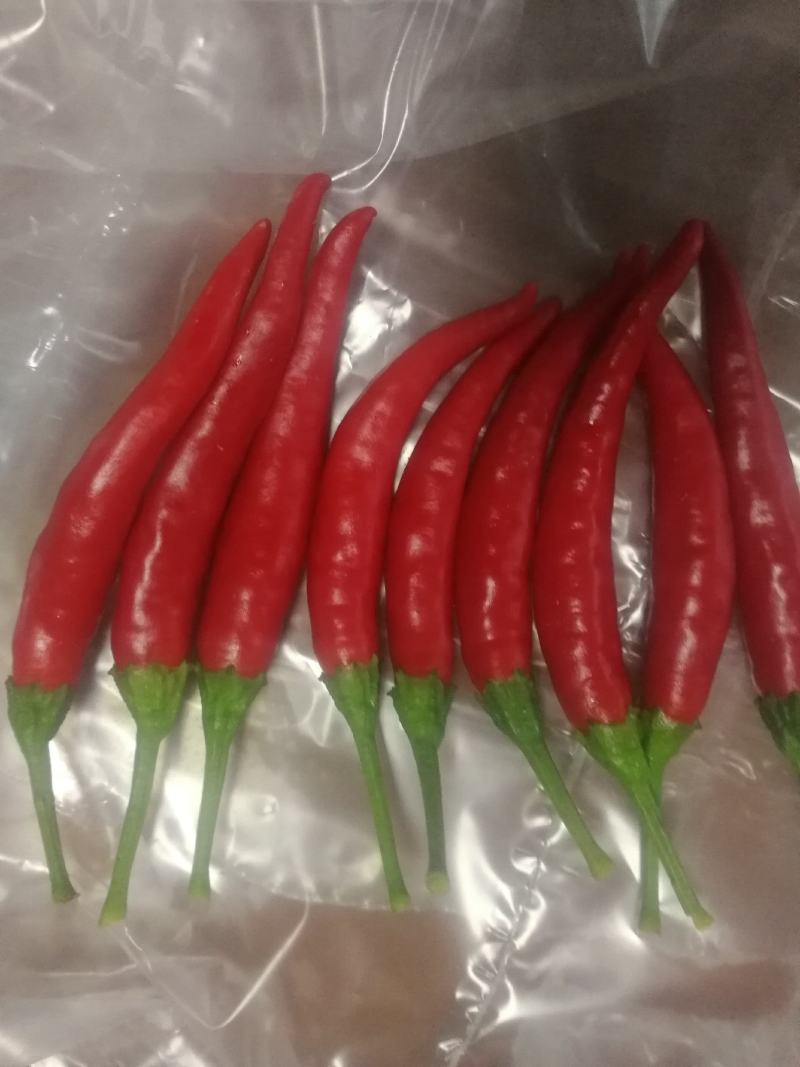 鲜辣椒816，三樱大量上市