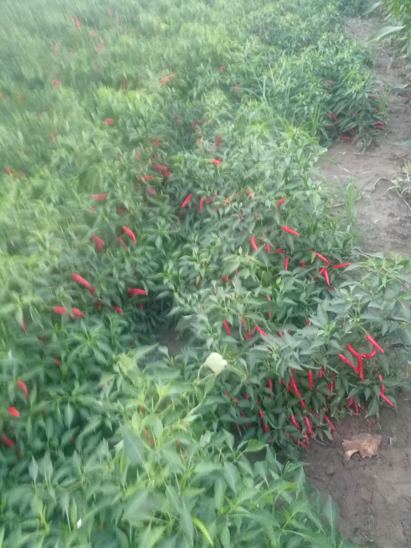 鲜辣椒816，三樱大量上市