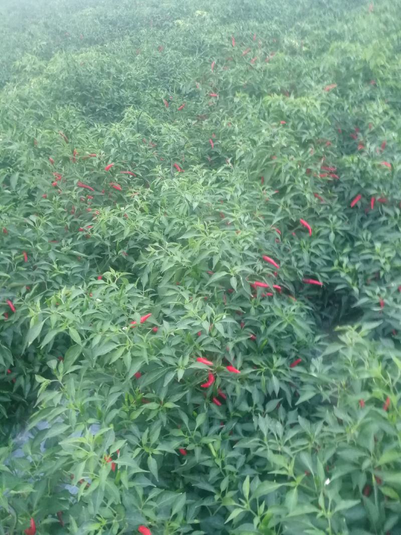 鲜辣椒816，三樱大量上市