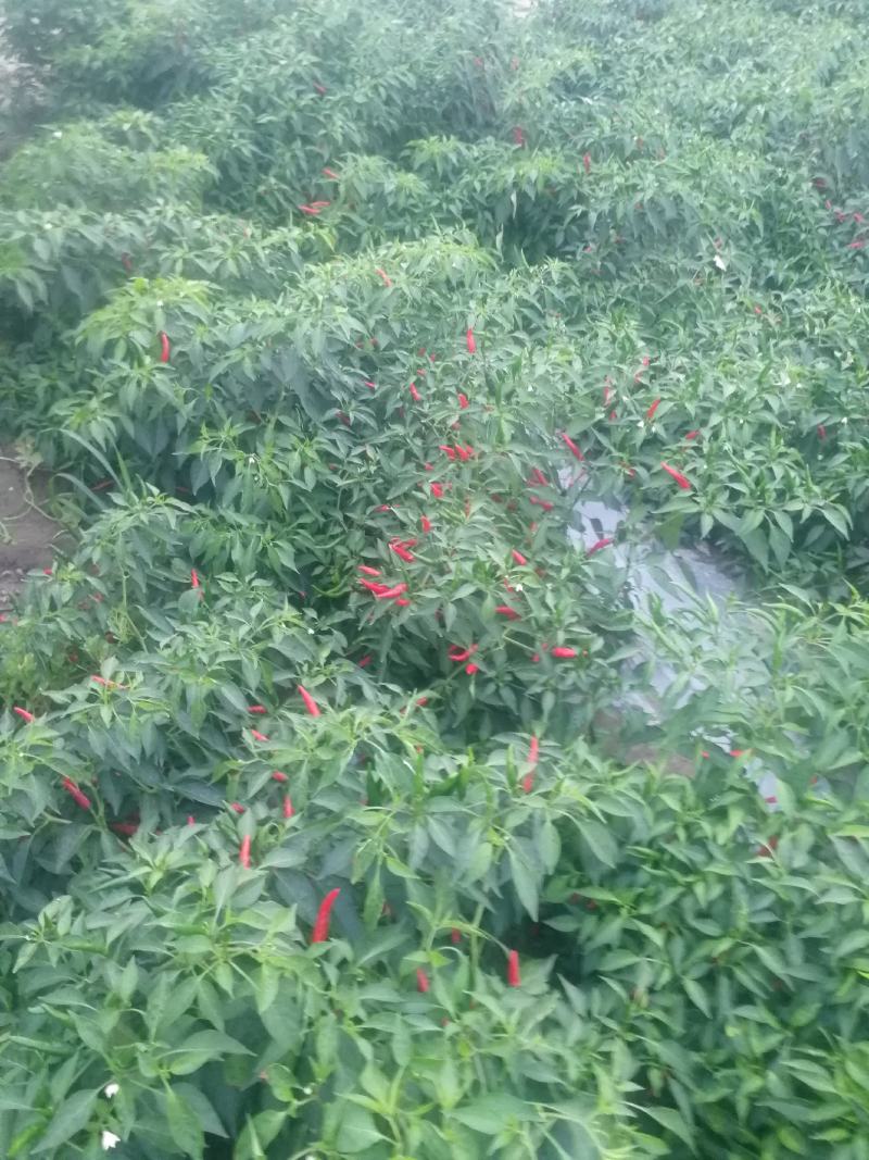 鲜辣椒816，三樱大量上市