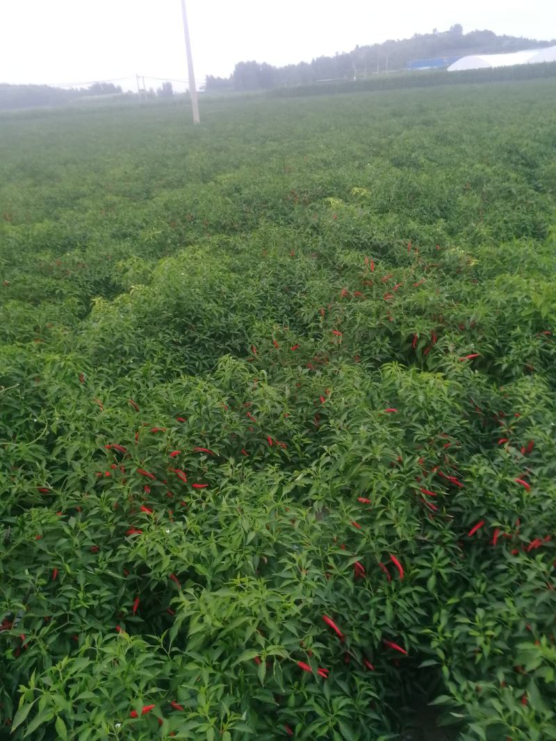 鲜辣椒816，三樱大量上市