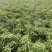 鲜辣椒816，三樱大量上市