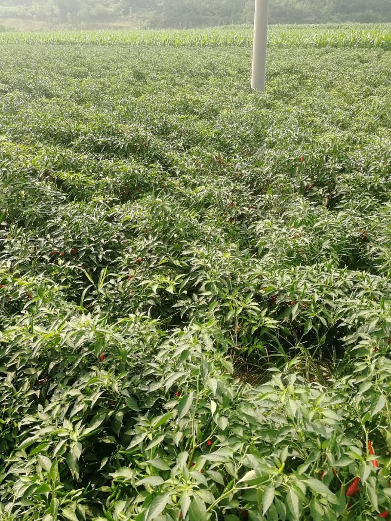 鲜辣椒816，三樱大量上市
