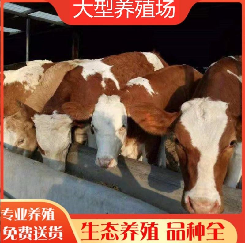 黄牛犊黄牛苗肉牛犊黄牛仔改良牛犊包活免费送货