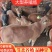 黄牛犊黄牛苗肉牛犊黄牛仔改良牛犊包活免费送货